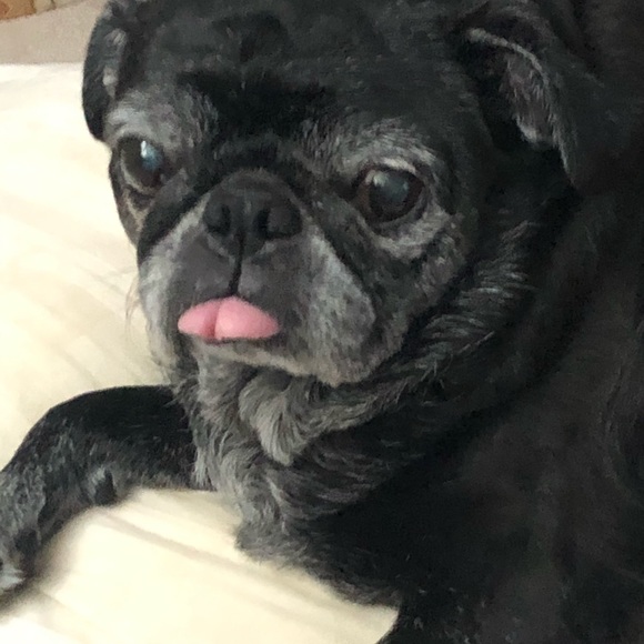 Meet your Posher, Shelley - Picture 4 of 4